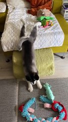 Husky Pup Loki Slides Off Couch
