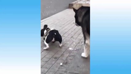 Cute Pets And Funny Animals Compilation - 56 - Pets Garden ( 720 X 1280 )