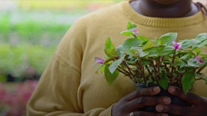 Everything You Need to Know About Moving Your Houseplants Outdoors in the Summer