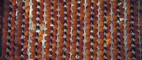 The Duke Of Burgundy - Part 01 HD Watch