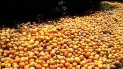 En Aguachica, Cesar, se están perdiendo toneladas de mango que podrían exportarse