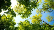 Forests Regrown In Last 20 Years Can Absorb A Year Of U.S. Emissions