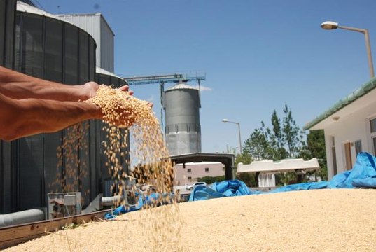 Hububat alımındaki tüm detaylar belli oldu! İşte kalem kalem tüm fiyatlar