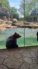 Dancing Bears Make Waves at the Zoo