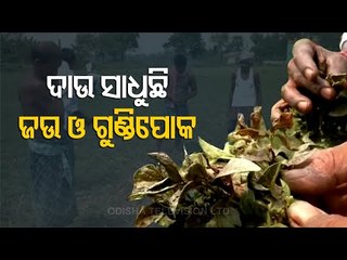 Special Story | Green Gram Farmers In Nischintakoili Suffer Due To Pest Menace