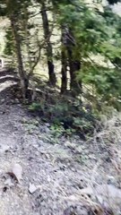Mountain Lion Stalks Hiker in Utah