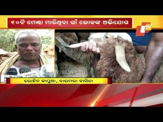 Death Of Sheep - Villagers In Niali Allege Attack By Unknown Creature