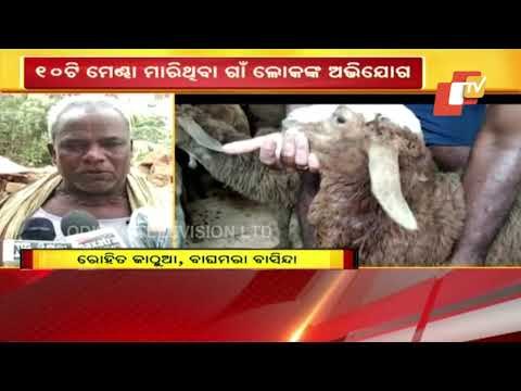 Death Of Sheep - Villagers In Niali Allege Attack By Unknown Creature