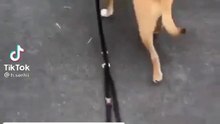 Funny dog reaction will make you laugh