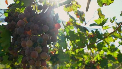 Fine wine produced at high altitudes