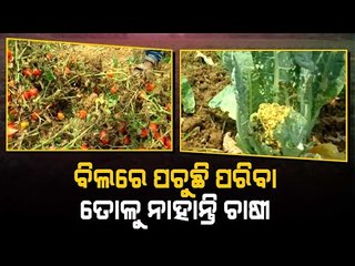 Special Story | Vegetable Farmers In Distress Due To Less Demand In Jajpur