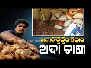 Special Story | Despite Bumper Produce, Ginger Farmers In Koraput  Forced To Go For Distress Sale