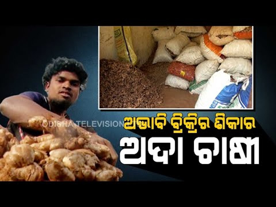 Special Story | Despite Bumper Produce, Ginger Farmers In Koraput  Forced To Go For Distress Sale