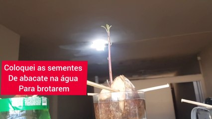 COLOQUEI AS SEMENTES  DE ABACATE NA AGUA E VEJAM O RESULTADO /I PUT THE AVOCADO SEEDS INTO THE WATER AND SEE THE RESULT