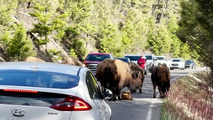 Tired Baby Bison Calf Stops Traffic in Yellowstone