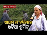 Assam Elections 2021 - OTV Report From Tea Gardens Of Assam