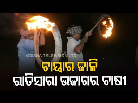 Farmers Spend Sleepless Night At Fields To Save Crops From Elephants In Banki, Cuttack