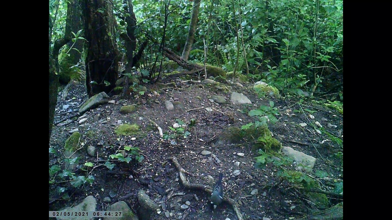 MESANGE BLEUE LE 02 MAI 2021