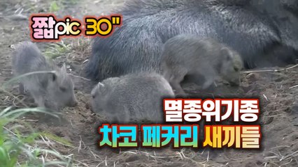 [#짧pic] 귀한 몸 '차코 페커리' 새끼 세 마리의 귀여운 짓 / YTN