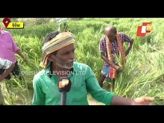Herd Of Wild Elephants Wreaks Havoc In Binika, Sonepur