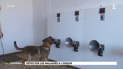 Le cancer du sein dépisté par des chiens