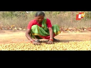 Mahua Collectors Forced To Sale Flowers At Low Price In Bolangir