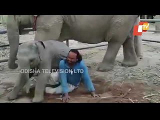 WATCH Baby Elephant Trying To Convince His Mahout To Play | Viral Video