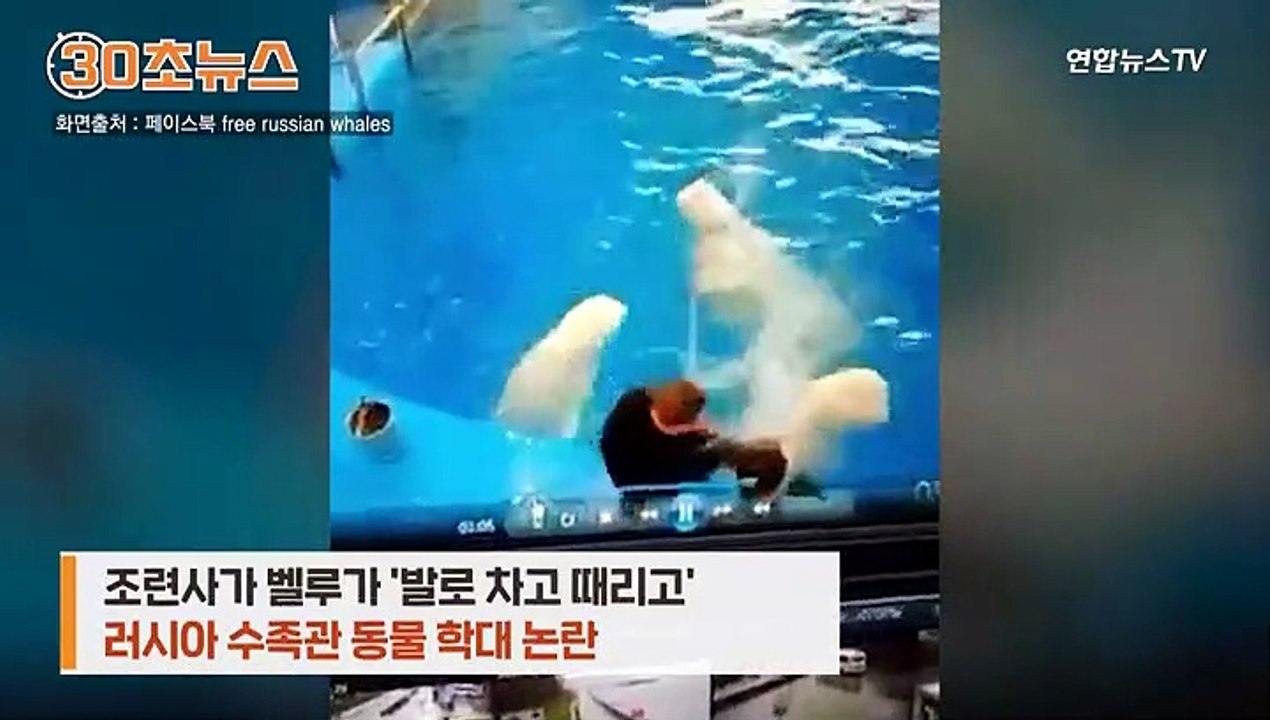 [30초뉴스] 조련사가 벨루가 발로 차고 때리고…러시아 수족관 동물 학대 논란