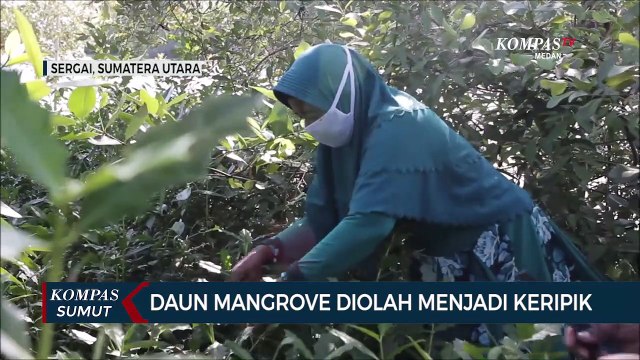 Daun Mangrove Diolah Menjadi Keripik