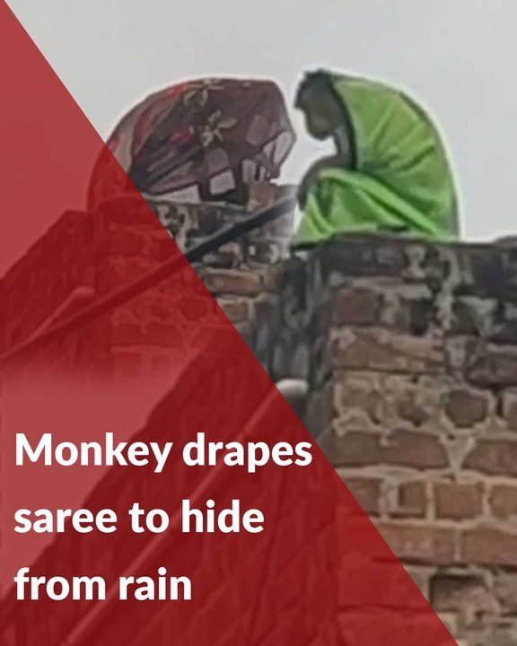 Watch: This monkey uses a saree to protect itself from rain in Tamil Nadu