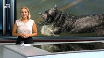Vandskræk hund blev til vandhund | Manse | 25-07-2018 | TV ØST @ TV2 Danmark