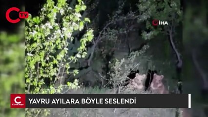 Yavru ayıların ilginç görüntüleri kameralara takıldı