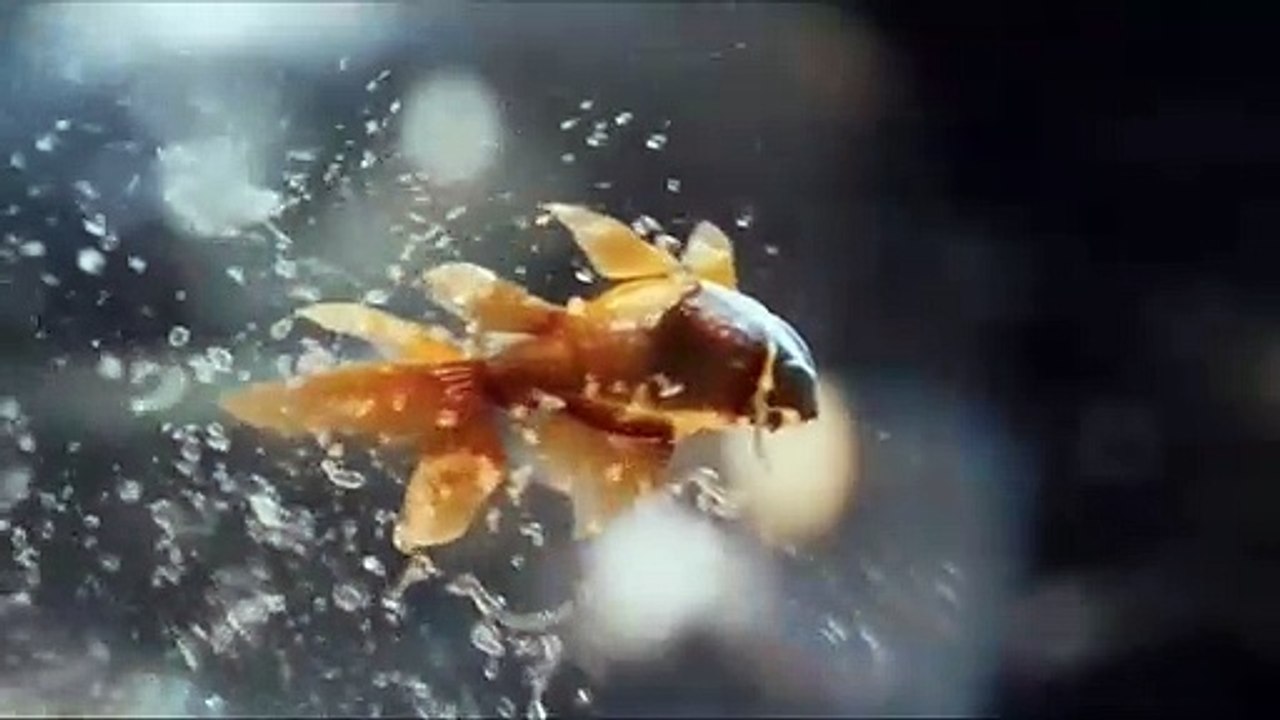 Prabhas and Shraddha Kapoor Saaho Movie Romantic Fight _  Prabhas Saaho Fights