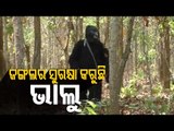 Special Story | Man In 'Bear Costume' Spreads Message Of Environment Conservation In Odisha