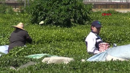 ÇAYDA DESTEKLEME DAHİL 4 TL FİYAT MEMNUN ETTİ