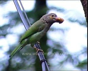 Large Green Barbet