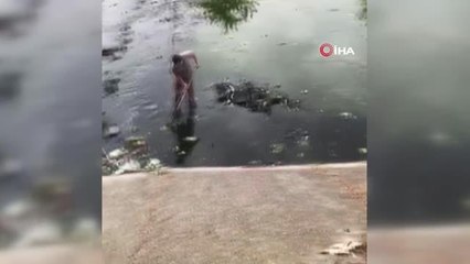 Adana'da sinek isyanı