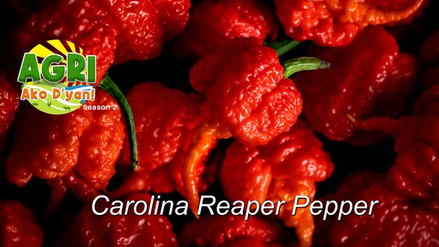 “CAROLINA REAPER PEPPER” Ep.28 AGRI Ako D’yan