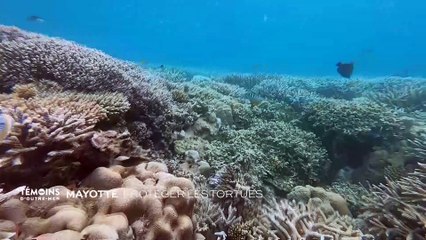 Mayotte - Protéger les tortues