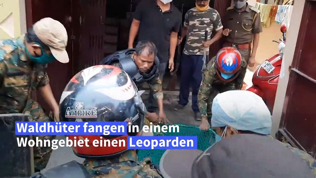 Leopard in Indien in Wohngebiet gefangen