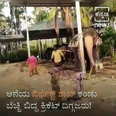 Watch This Heartwarming Video Of An Elephant Playing Cricket