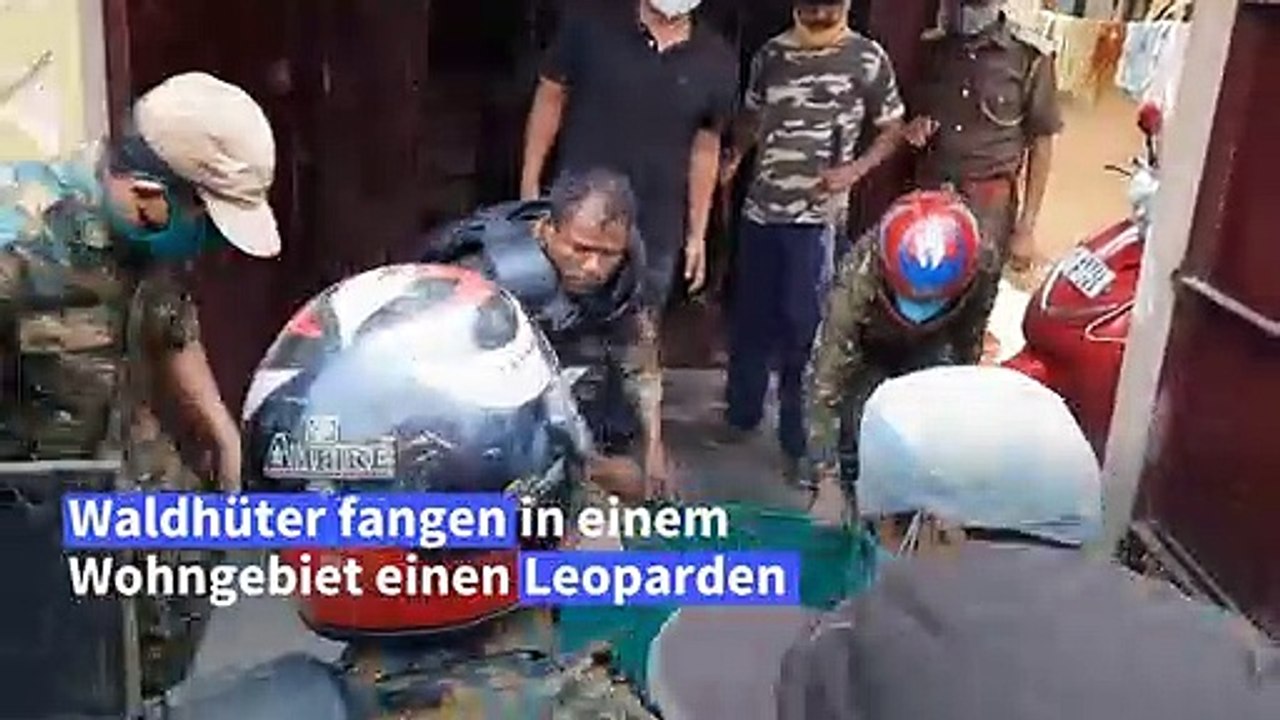 Leopard in Indien in Wohngebiet gefangen