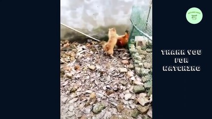 Chicken VS Dog fight, funny video, try not to laugh