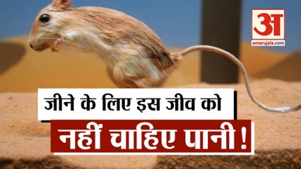 बगैर पानी ऐसे जीता है North America के Desert में पाए जाने वाला 'Kangaroo Rat'