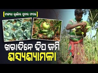 Special Story | Kandhamal Vegetable Farmers Yield Bumper Harvest