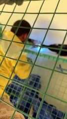 Hidden Litter of Kittens Removed From Rooftop