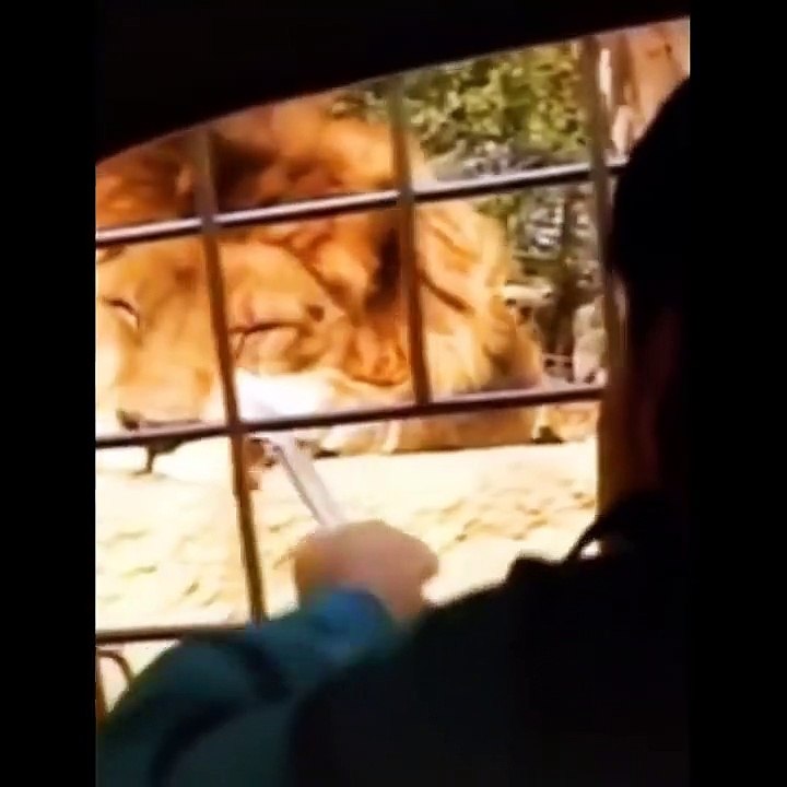 Funniest Animals  - Funny animal videos can't help but laugh 2021  - Cutest Animals Ever