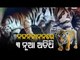 Nandankanan Tiger Population Rises To 30 As Tigress Megha Blessed With 3 Cubs