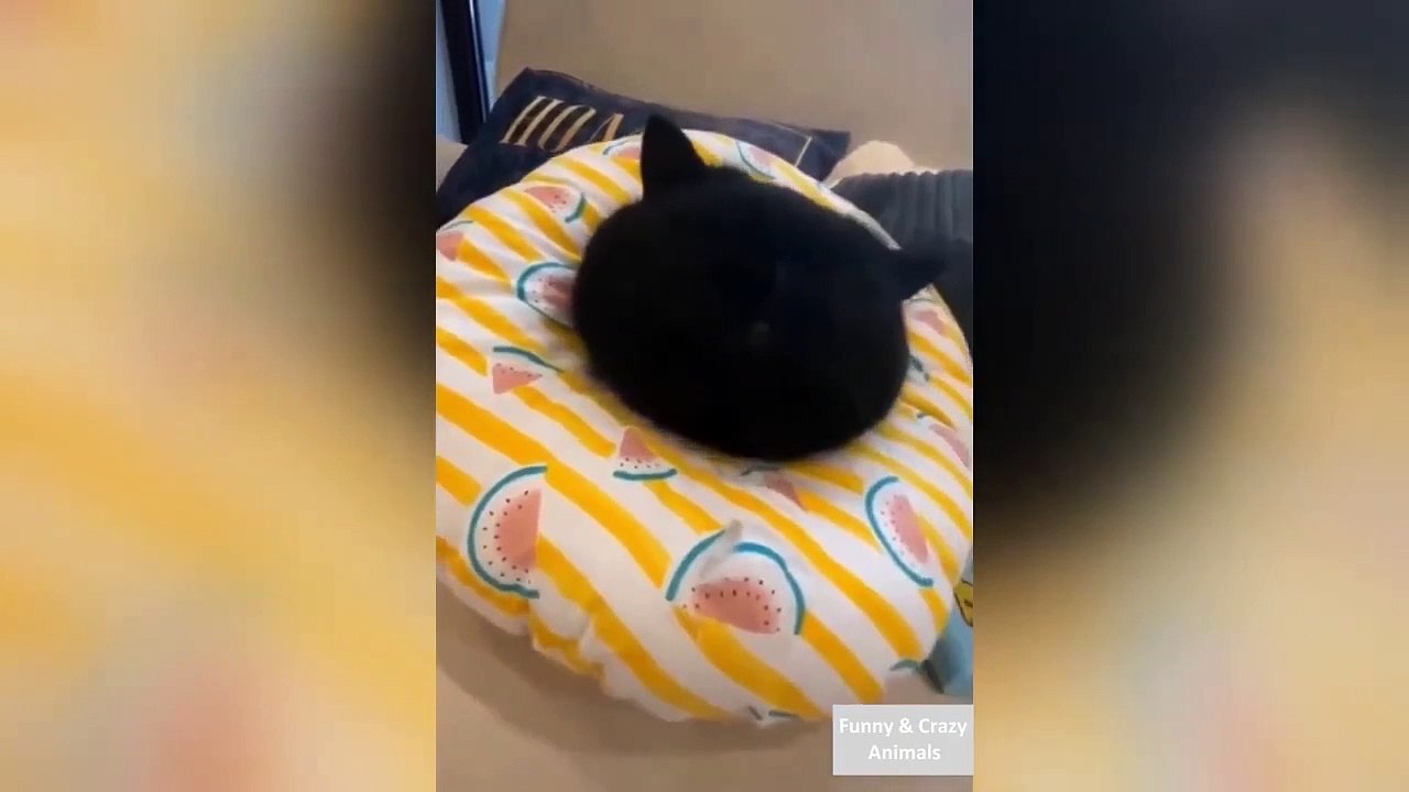 Funny Videos Animals 2021 ll Cute Pets Animals Funny Compilations ll 2021 funny videos