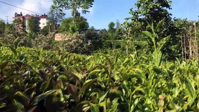 Rize Ticaret Borsası Başkanı ve üreticiler yaş çay taban fiyatını değerlendirdi